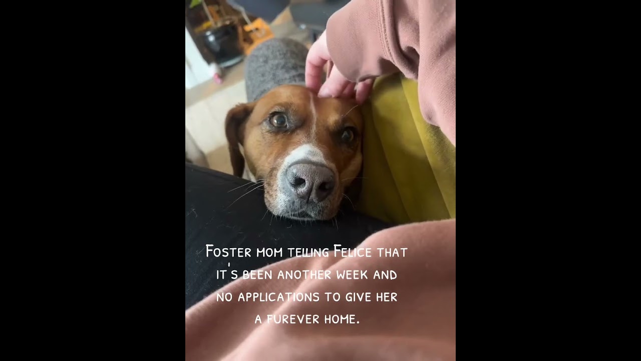 Enlarge Felice, a Adoptable mixed breed in Mississauga, ON video 6/6