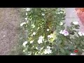 Nature WhatsApp Status Nature View Ringtone 2020 Hindi Song Ringtone 2020 New Tik Tok Video