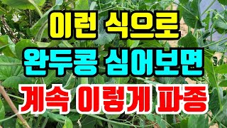 완두콩 심는방법을 바꾸면 좁은 면적에서 수확 많이할수 있어요