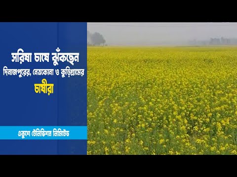 চাষীরা সরিষা চাষে ঝুঁকছেন
