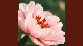 Download lagu Lagu Dari Lentera Lentera mp3