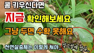콩 키우신다면 지금 확인해보세요 그냥 두면 수확 못합니다 쉬나리팥 키우기 콩병해충방제