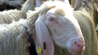 preview picture of video '2 minutes pour tondre un mouton - Schafschoad in Ehrwald 2014'