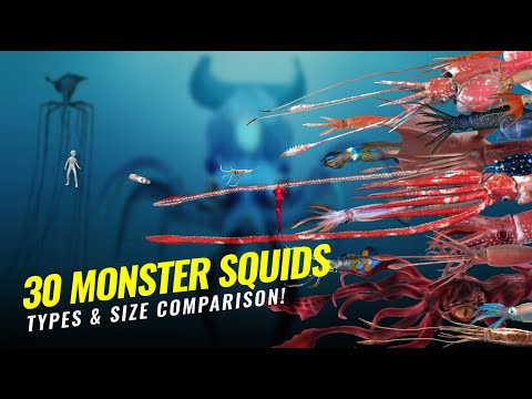 30 MONSTER SQUID SIZE COMPARISON - COLOSSAL SQUID ISN'T THE LARGEST!! 🦑🦑🦑