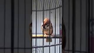 Download lagu Burung gereja gacor josss mp3