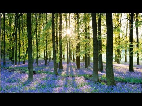 ブルーベルは剪定したほうがいいでしょうか？将来美しい花を咲かせるためにどのように世話をすればよいですか？  庭園