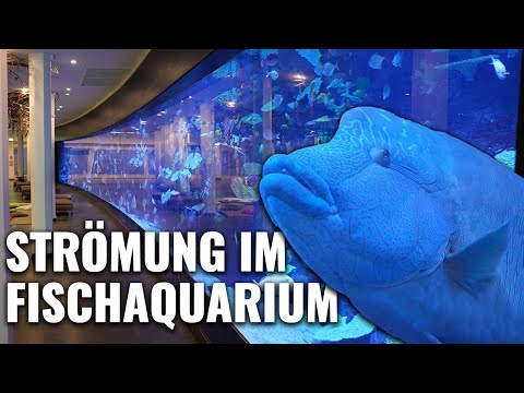 STRÖMUNG IM 30 METER FISCHAQUARIUM - Brauche ich Strömung nur bei Korallen?