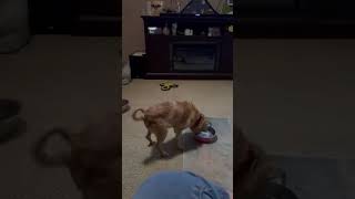 Video preview image #1 Chug Puppy For Sale in Rootstown, OH, USA