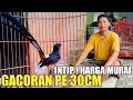 MURAI BATU SUPER GACOR EKOR PANJANG PE 30CM HARGA MURAH ITU BIASA