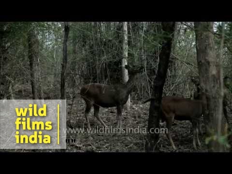 download lagu mp3 mp4 Do Deer Eat Bamboo, download lagu Do Deer Eat Bamboo gratis, unduh video klip Do Deer Eat Bamboo