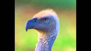 Jess Mills - Vultures (MJ Cole Remix)