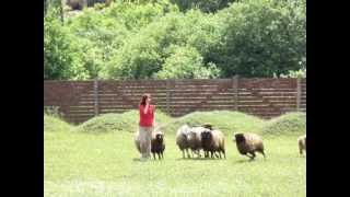 preview picture of video 'IHT TS 1 (Sheepdog trials FCI)  9.06.12, Briard Revi'