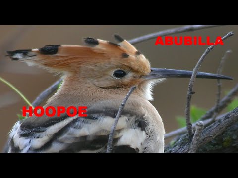 ABUBILLA | HOOPOE | Upupa epops