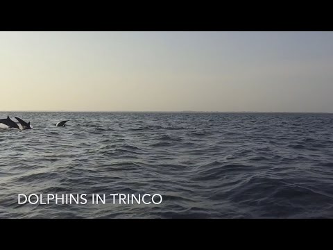 Dolphins in Trinco [Slow-Mo HD]