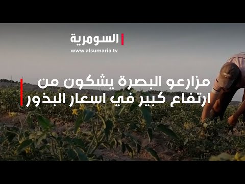 شاهد بالفيديو.. مزارعو البصرة يشكون من ارتفاع كبير في اسعار البذور