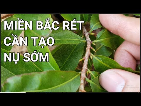 🔴QBS22241 - CREATING BUDS IN YELLOW APRICOT TREES PHONE 0942456100 | CREATING BUDS IN THE NORTHER...