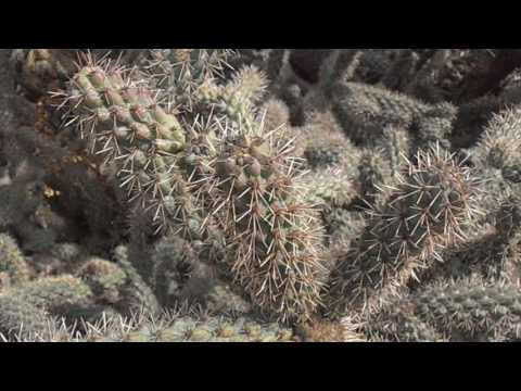 Cactus clavellina: Cylindropuntia alcahes (Opuntia alcahes)