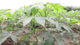 Agriculture As a Viable Option for Youth Unemployment IITA Youth Agripreneurs