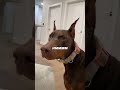 Does your doberman cry this much? #dobermanpinscher #dobermancrying #reddoberman