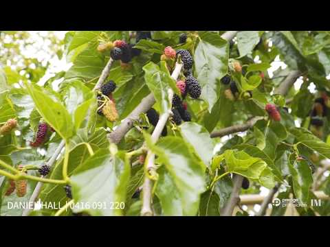 63 Bradbury Street Moorebank - Daniel Hall - Prestige Professionals