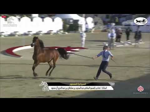 N137 ESPERANZZA AL VENTUR - Sharjah International Arabian Horse Festival 2021 - Mares 7-9 Years ...