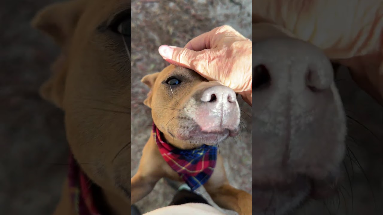 Enlarge TAG, a ADOPTABLE mixed breed in Nahunta, GA video 2/6