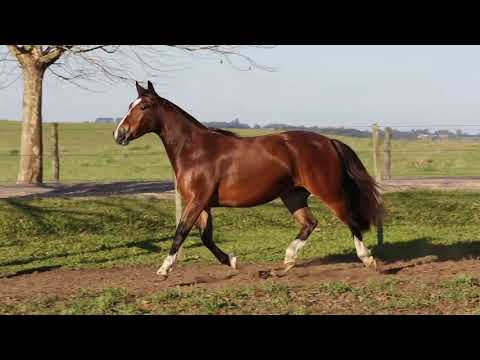 Lote 33   ORAÇÃO DA VENDRAMIN