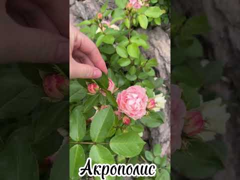 фото роза акрополис 0