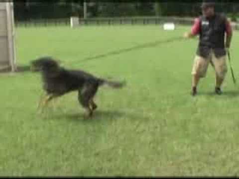 Iron Dog Schutzhund Club - Magnus