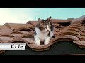 The Spy Next Door 2010 Cat