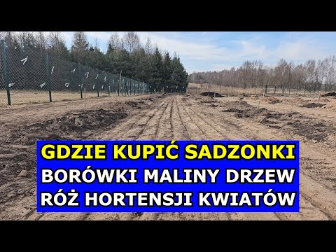 Where to Buy Blueberry, Fruit Tree, Hydrangea, and Rose Seedlings. Recommended Nurseries and Gard...