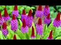 Inilah HOW TO CARE FOR RED HOT POKER FLOWERS BY HAPPY TWIRL, Video Red Hot Cattail Plant paling update!