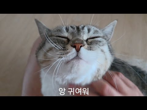 사랑둥이 맹수