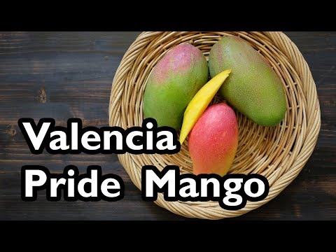 Truly Tropical Mango Varieties- ‘Valencia Pride’
