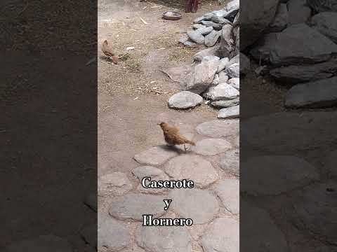 Caserote y Hornero.Los Molles San Luis 🇦🇷