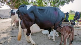 উন্নত জাতের ২৫-৩০ লিটারের দুধের গাভী বাচ্চা সহ সিমিত দামে বিক্রি করবেন।