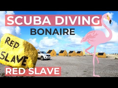 Eagle Ray at Dive Site Red Slave - Scuba Diving in Bonaire