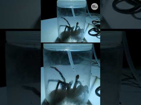 Watch Will Smith 'milk' giant venomous tarantulas for NatGeo show