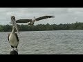 Suriname 2013 episode Nickerie - YouTube