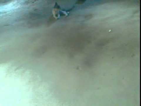 My little cat-- tanu