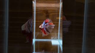 Download lagu IKAN CUPANG HM||2022#cupangindonesia #cupanghias #cupang #shorts mp3