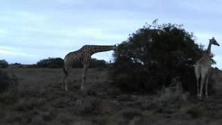 preview picture of video 'Experience Shamwari Game Reserve'
