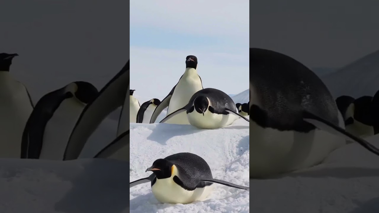 Belly Sledding🐧🐧🐧. From @myeonghoseo on IG 💖💖💖 #minisoaustralia #shorts #penguin