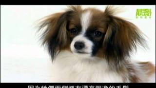 [問卦] 蝴蝶犬(Papillon)大家可以嗎？