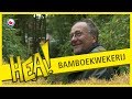 HEA! Bamboekwekerij