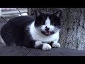 Lonely Tuxedo Cat Meowing