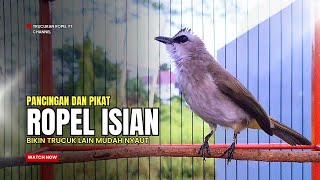 Download lagu TRUCUKAN gacor TARUNG ROPEL PANJANG pancingan trucukan agar bunyi MASTERAN trucuk gacor EMOSI mp3