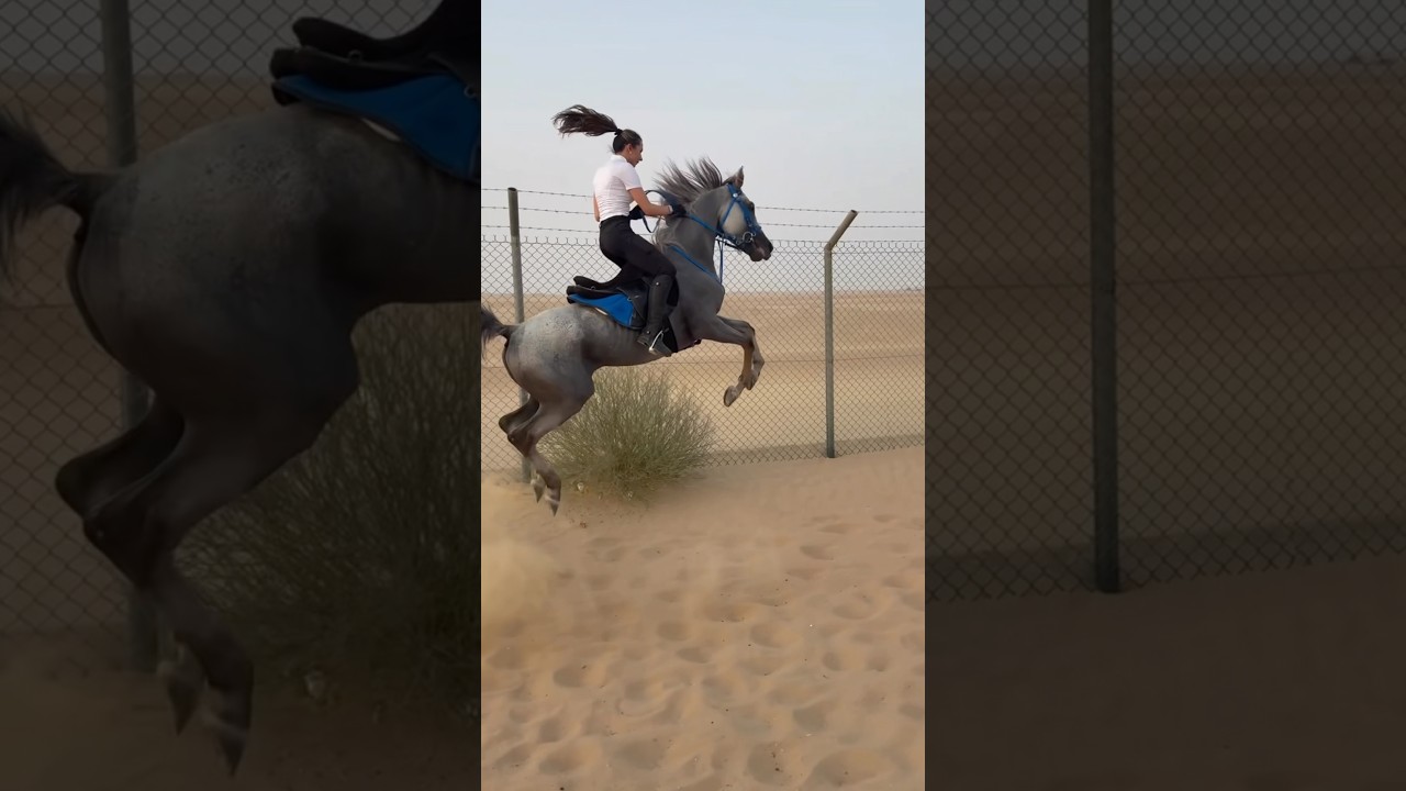 #horse 🐎🐎🐎🐎🐎🐎🐎👌👌👌👌👌👌❤️❤️❤️❤️❤️
