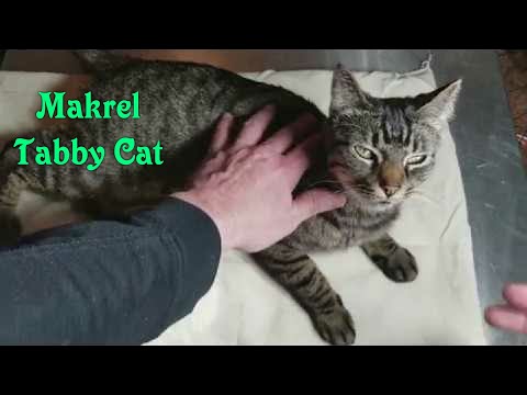 Short Hair Mackrel Tabby Cat Review