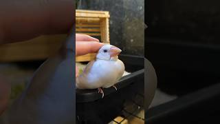 文鳥ヨシヨシ #birds #javasparrow #文鳥 #かわいい #癒し #動物
